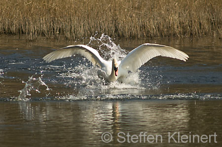 004 Höckerschwan im Angriff (Cygnus olor)